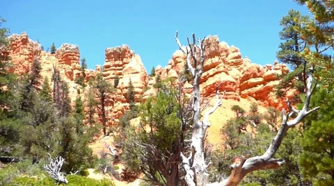 Red Rock Cliffs Blue Sky Pine Trees Video stock 55008522