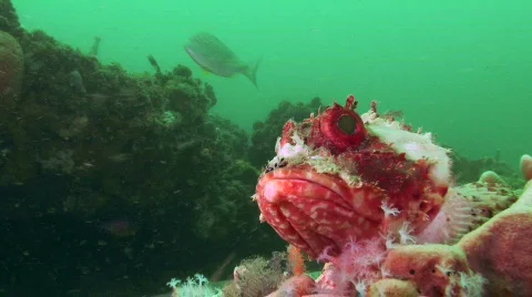 Red Rock Cod Stock Footage 202003
