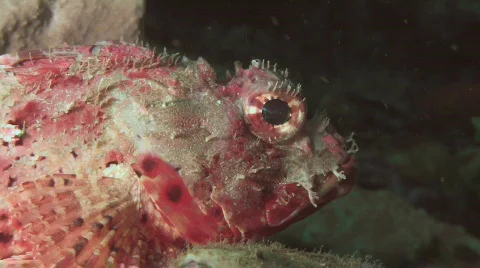 Red Rock Cod Stock Footage 300322