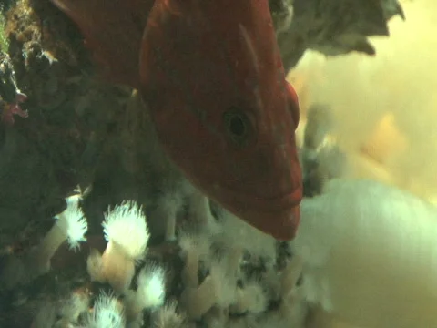 Red Rock Fish Stock Footage 504726