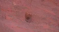 Red Rock In The Jemez Mountains Close Up HD Footage