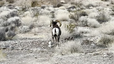 Red Rock With Mountain Sheep Stock Footage 174859522