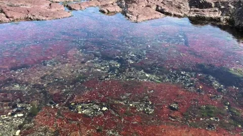 Red Rock Pool Stock Footage 156092962