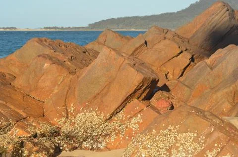 Red rocks at a beach, covered in shells. Stock Photos