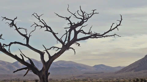 Red rocks desert wilderness flora 3 Stock Footage 34592689