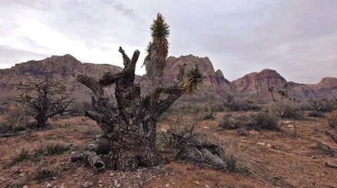 Red rocks desert wilderness flora 6 Stock Footage 34604841