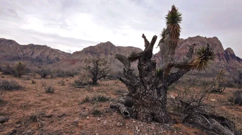 Red rocks desert wilderness flora 7 Stock Footage 34619984