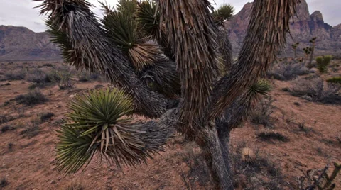 Red rocks desert wilderness flora 8 Stock Footage 34640010