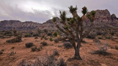Red rocks desert wilderness flora 14 Stock Footage 34641791