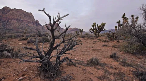 Red rocks desert wilderness flora 16 Stock Footage 34641876