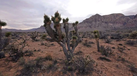 Red rocks desert wilderness flora 10 Stock Footage 34642094