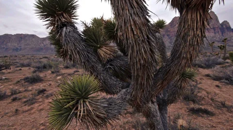 Red rocks desert wilderness flora 11 Stock Footage 34642680