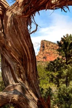 Red rocks sedona Stock Photos