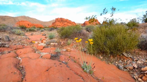 Red Rocks Wild Flower Видео 37552617