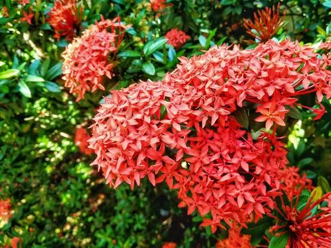 Red romance flower Stock Photos