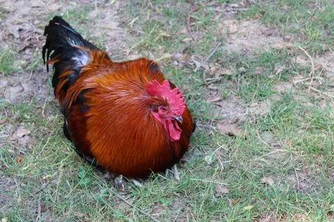 Red rooster basking in the sun in the garden Stock Photos