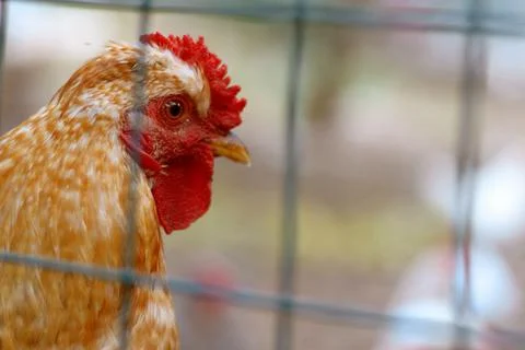 Red rooster behind the wire mesh in the chicken coop. Chickens on the farm, r Foto stock