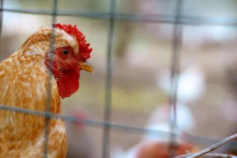 Red rooster behind the wire mesh in the chicken coop. Chickens on the farm, r Foto stock