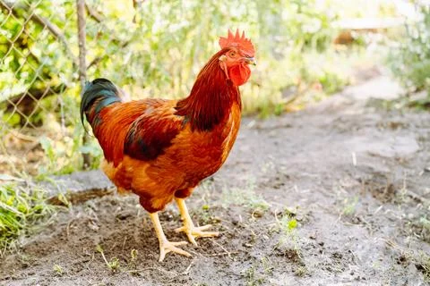 Red rooster in the courtyard of a village house Stock Photos