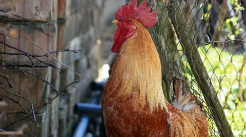 Red rooster crowing Stock Footage 11343943