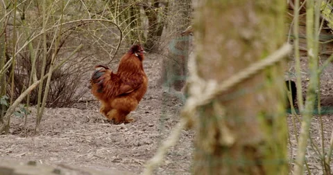 Red rooster crowing in a forrest Stock Footage 189320433