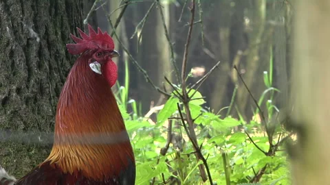 Red rooster crowing in a green forest midday - at a farm- medium shoot - HD 库存影片 139013724
