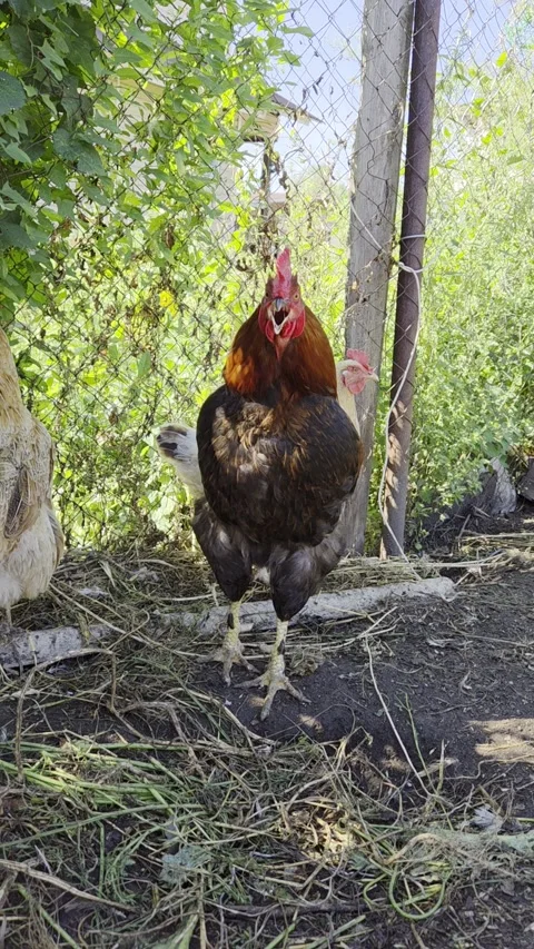 Red rooster crowing in traditional free range poultry yard outside. Vertical foo Video stock 343227374