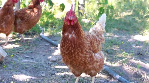 Red Rooster family Stock Footage 165567477