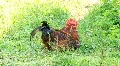 Red rooster HD Footage