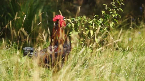 Red rooster Video stock 34317374