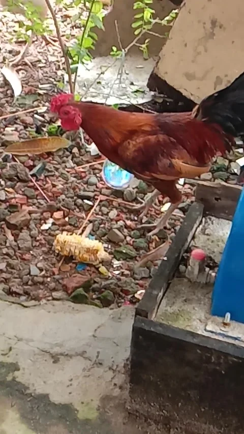 Red rooster Video stock 167749382