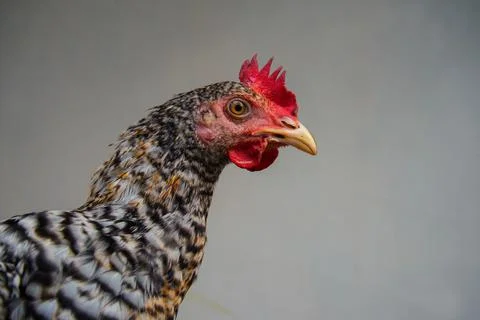 Red rooster on Gray background Stock Photos