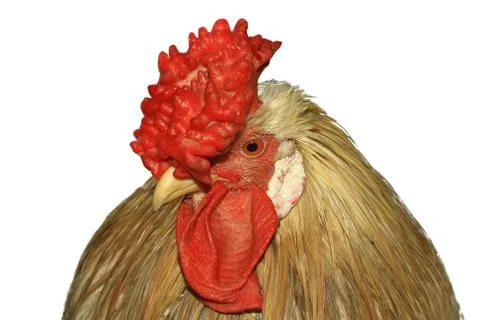 Red rooster isolated on white background Stock Photos