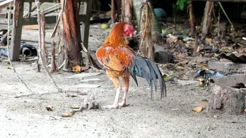 A red rooster with a long tail on a farm. Stock Footage 232388455