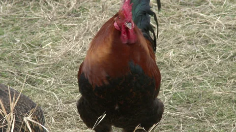 A red rooster looks toward the camera while a hen pecks. 4K Stock Footage 35189131