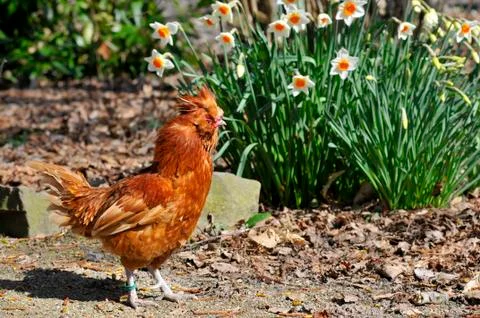 Red rooster Stock Photos