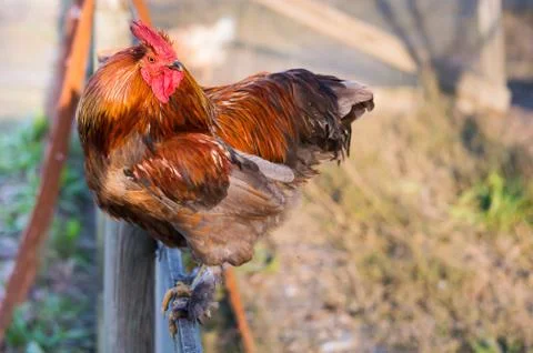 Red rooster Stock Photos