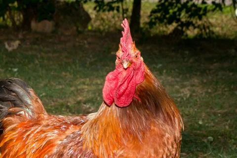 Red rooster Stock Photos