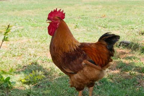 Red rooster Stock Photos