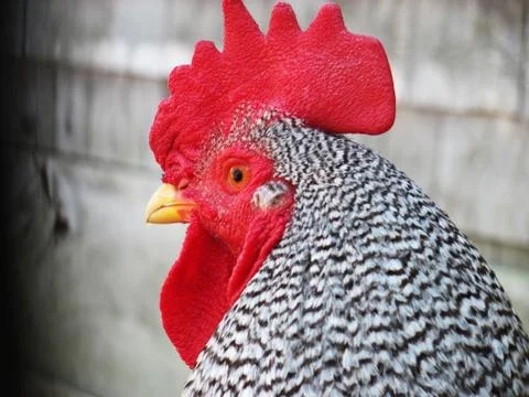 Red Rooster 스톡 사진