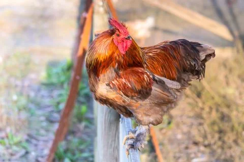 Red rooster Foto stock