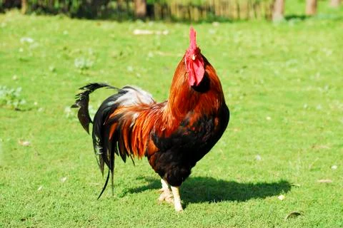 Red rooster Stock Photos