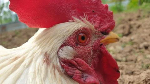 Red rooster Stock Photos
