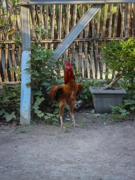 Red rooster Stock Photos
