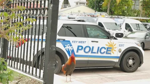 Red rooster standing on curb left of black steel fence with Police Car behind. E Stock Footage 300806846
