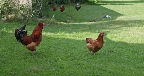 The red rooster is standing on one leg o... | Stock Video | Pond5