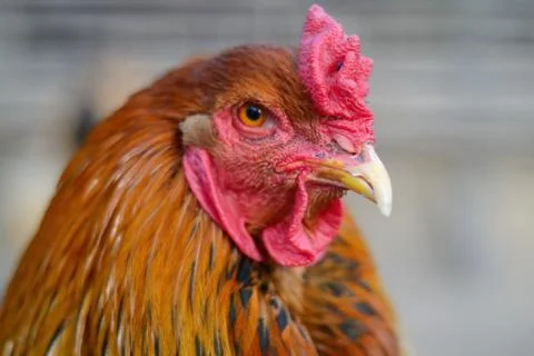 The red rooster stares at the camera. Stock Photos