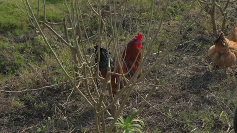 Red Rooster Walking in Vegetable Patch Video Stock Footage 320590461