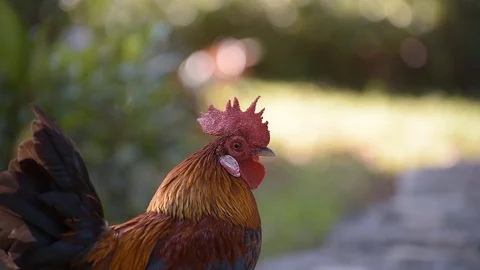 Red rooster in the yard Vídeos de archivo 71792372