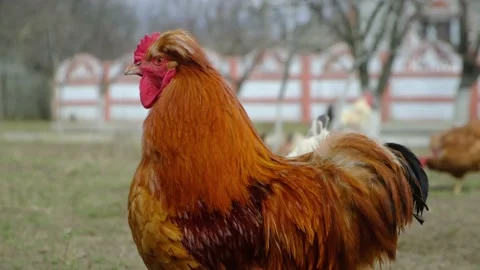 Red rooster in the yard Stock Footage 191001510